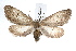  ( - IAWAZ-0332)  @14 [ ] CreativeCommons - Attribution (2009) Unspecified Centre for Biodiversity Genomics