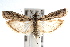  ( - IAWAZ-0337)  @15 [ ] CreativeCommons - Attribution (2009) Unspecified Centre for Biodiversity Genomics