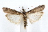  ( - IAWAZ-0693.2)  @14 [ ] CreativeCommons - Attribution (2009) Unspecified Centre for Biodiversity Genomics