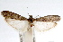  ( - IAWAZ-0344)  @13 [ ] CreativeCommons - Attribution (2009) Unspecified Centre for Biodiversity Genomics