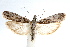  ( - IAWAZ-0348.1)  @15 [ ] CreativeCommons - Attribution (2009) Unspecified Centre for Biodiversity Genomics
