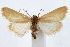  (Cylindrifrons - IAWAZ-0705.3)  @15 [ ] CreativeCommons - Attribution (2009) Unspecified Centre for Biodiversity Genomics