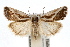  ( - IAWAZ-0714.1)  @15 [ ] CreativeCommons - Attribution (2009) Unspecified Centre for Biodiversity Genomics