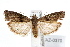  (Sciota virgatella - IAWAZ-0370)  @15 [ ] CreativeCommons - Attribution (2009) Unspecified Centre for Biodiversity Genomics