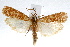  ( - IAWAZ-0372)  @14 [ ] CreativeCommons - Attribution (2009) Unspecified Centre for Biodiversity Genomics