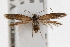  ( - IAWAZ-0717.1)  @13 [ ] CreativeCommons - Attribution (2009) Unspecified Centre for Biodiversity Genomics
