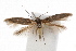  ( - IAWAZ-0717.2)  @13 [ ] CreativeCommons - Attribution (2009) Unspecified Centre for Biodiversity Genomics