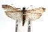  ( - IAWAZ-0376)  @14 [ ] CreativeCommons - Attribution (2009) Unspecified Centre for Biodiversity Genomics