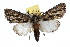  ( - IAWAZ-0728)  @14 [ ] CreativeCommons - Attribution (2009) Unspecified Centre for Biodiversity Genomics