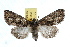  ( - IAWAZ-0729)  @14 [ ] CreativeCommons - Attribution (2009) Unspecified Centre for Biodiversity Genomics