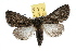  ( - IAWAZ-0730)  @14 [ ] CreativeCommons - Attribution (2009) Unspecified Centre for Biodiversity Genomics