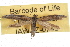  ( - IAWAZ-0749)  @13 [ ] CreativeCommons - Attribution (2009) Unspecified Centre for Biodiversity Genomics