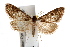  ( - IAWAZ-0760)  @14 [ ] CreativeCommons - Attribution (2009) Unspecified Centre for Biodiversity Genomics