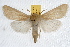  ( - IAWAZ-0763)  @15 [ ] CreativeCommons - Attribution (2009) Unspecified Centre for Biodiversity Genomics