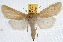  (Copablepharon mustelini - IAWAZ-0764)  @15 [ ] CreativeCommons - Attribution (2009) Unspecified Centre for Biodiversity Genomics