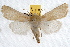  ( - IAWAZ-0765)  @15 [ ] CreativeCommons - Attribution (2009) Unspecified Centre for Biodiversity Genomics