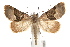  ( - IAWAZ-0015.1)  @14 [ ] CreativeCommons - Attribution (2009) Unspecified Centre for Biodiversity Genomics