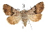  ( - IAWAZ-0021)  @14 [ ] CreativeCommons - Attribution (2009) Unspecified Centre for Biodiversity Genomics