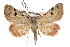 ( - IAWAZ-0022)  @13 [ ] CreativeCommons - Attribution (2009) Unspecified Centre for Biodiversity Genomics