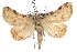  ( - IAWAZ-0025)  @14 [ ] CreativeCommons - Attribution (2009) Unspecified Centre for Biodiversity Genomics