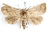  ( - IAWAZ-0027)  @13 [ ] CreativeCommons - Attribution (2009) Unspecified Centre for Biodiversity Genomics
