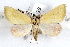  ( - IAWAZ-0029)  @14 [ ] CreativeCommons - Attribution (2009) Unspecified Centre for Biodiversity Genomics