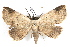  ( - IAWAZ-0037)  @15 [ ] CreativeCommons - Attribution (2009) Unspecified Centre for Biodiversity Genomics