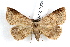  ( - IAWAZ-0038)  @14 [ ] CreativeCommons - Attribution (2009) Unspecified Centre for Biodiversity Genomics