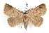  ( - IAWAZ-0040)  @14 [ ] CreativeCommons - Attribution (2009) Unspecified Centre for Biodiversity Genomics