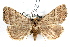  ( - IAWAZ-0042)  @14 [ ] CreativeCommons - Attribution (2009) Unspecified Centre for Biodiversity Genomics