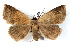  ( - IAWAZ-0049)  @15 [ ] CreativeCommons - Attribution (2009) Unspecified Centre for Biodiversity Genomics