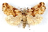  (Plusiodonta compressipalpis - IAWAZ-0052)  @15 [ ] CreativeCommons - Attribution (2009) Unspecified Centre for Biodiversity Genomics