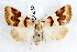  (Euaontia - IAWAZ-0058)  @15 [ ] CreativeCommons - Attribution (2009) Unspecified Centre for Biodiversity Genomics