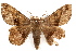 ( - IAWAZ-0060)  @14 [ ] CreativeCommons - Attribution (2009) Unspecified Centre for Biodiversity Genomics