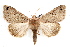  ( - IAWAZ-0065)  @13 [ ] CreativeCommons - Attribution (2009) Unspecified Centre for Biodiversity Genomics