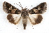  ( - IAWAZ-0067)  @14 [ ] CreativeCommons - Attribution (2009) Unspecified Centre for Biodiversity Genomics