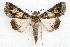  ( - IAWAZ-0069)  @14 [ ] CreativeCommons - Attribution (2009) Unspecified Centre for Biodiversity Genomics