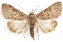  ( - IAWAZ-0071)  @13 [ ] CreativeCommons - Attribution (2009) Unspecified Centre for Biodiversity Genomics