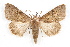  ( - IAWAZ-0072)  @13 [ ] CreativeCommons - Attribution (2009) Unspecified Centre for Biodiversity Genomics