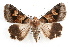  (Drasteria pallescens - IAWAZ-0075)  @15 [ ] CreativeCommons - Attribution (2009) Unspecified Centre for Biodiversity Genomics