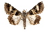  ( - IAWAZ-0076)  @14 [ ] CreativeCommons - Attribution (2009) Unspecified Centre for Biodiversity Genomics