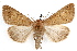  ( - IAWAZ-0079)  @13 [ ] CreativeCommons - Attribution (2009) Unspecified Centre for Biodiversity Genomics