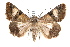  ( - IAWAZ-0092)  @14 [ ] CreativeCommons - Attribution (2009) Unspecified Centre for Biodiversity Genomics