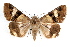  ( - IAWAZ-0093)  @13 [ ] CreativeCommons - Attribution (2009) Unspecified Centre for Biodiversity Genomics