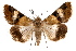  ( - IAWAZ-0094)  @13 [ ] CreativeCommons - Attribution (2009) Unspecified Centre for Biodiversity Genomics