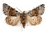  (Cissusa valens - IAWAZ-0095)  @15 [ ] CreativeCommons - Attribution (2009) Unspecified Centre for Biodiversity Genomics