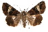  (Melipotis - IAWAZ-0100)  @15 [ ] CreativeCommons - Attribution (2009) Unspecified Centre for Biodiversity Genomics