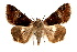  ( - IAWAZ-0101)  @14 [ ] CreativeCommons - Attribution (2009) Unspecified Centre for Biodiversity Genomics