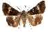  ( - IAWAZ-0102)  @15 [ ] CreativeCommons - Attribution (2009) Unspecified Centre for Biodiversity Genomics