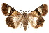  ( - IAWAZ-0104)  @14 [ ] CreativeCommons - Attribution (2009) Unspecified Centre for Biodiversity Genomics